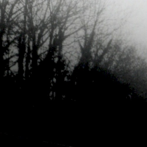 No Light Penetrates the Canopy