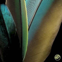 Colors of the Feather