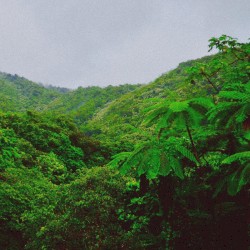 Jazz In The Rainforest