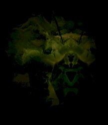 the watcher