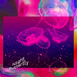 Night Butterfly