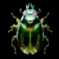 Beetle