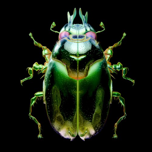 Beetle