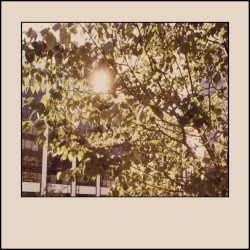 Easement IV