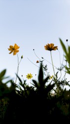 The melody here and now