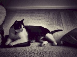 I’m Too Sexy