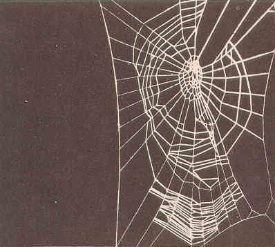 Spider Heaven