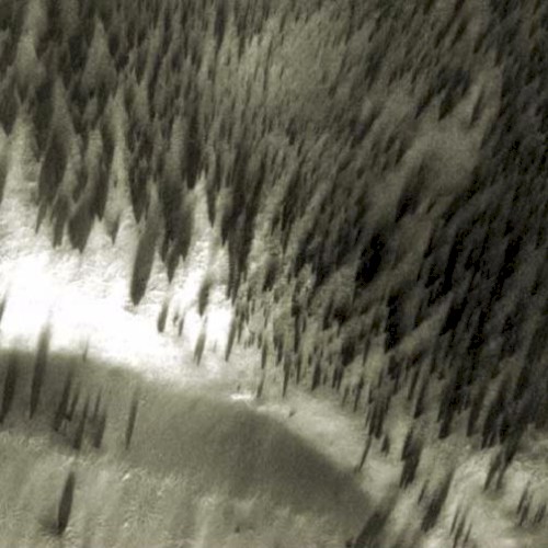 Bradbury Forest