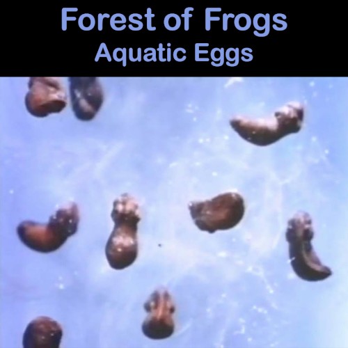 Aquatic Eggs