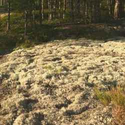 Midnight Sun 5 C