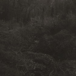 transient