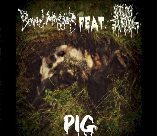 Pig