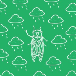 cicada
