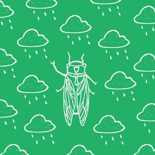 cicada