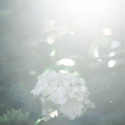 Dream Within a Dream