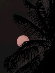 Dreams of The Night