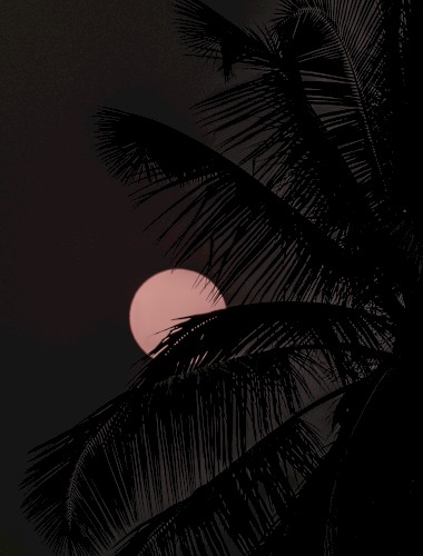 Dreams of The Night
