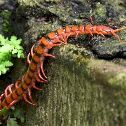🐛