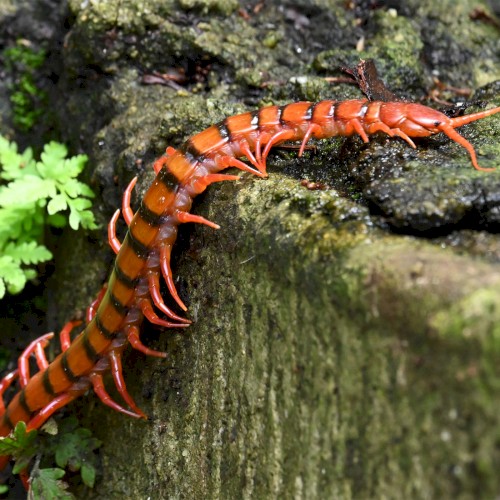 🐛