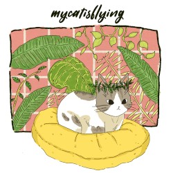 Mycatisflying