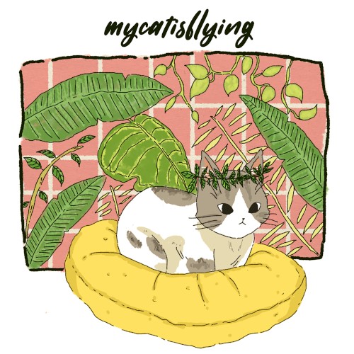 Mycatisflying