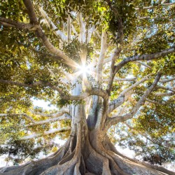 Take Me (Tree Machine)