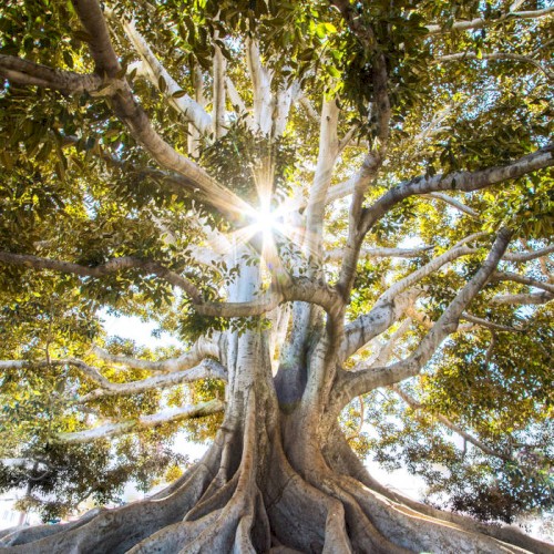 Take Me (Tree Machine)