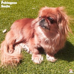 Pekingese Smile