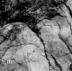 Porphura