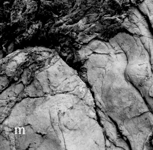Porphura