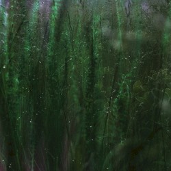 petrichor