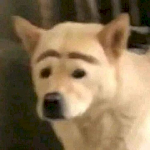 What Da Dawg Doin?