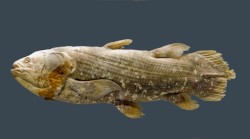 fck a coelacanth