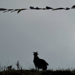 Fables of the Feral Boys