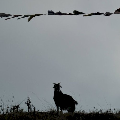 Fables of the Feral Boys