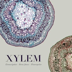Xylem