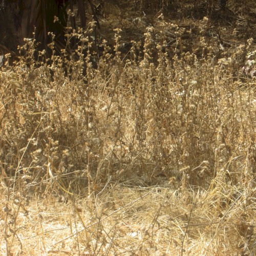August Nature Walk EP