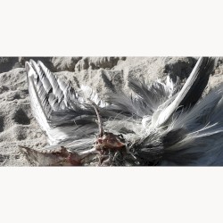 Untitled (Seagull)