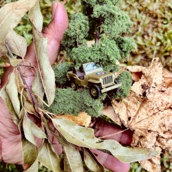 Jeep in the Fall