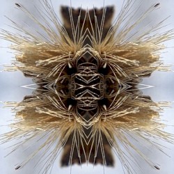 Sutra