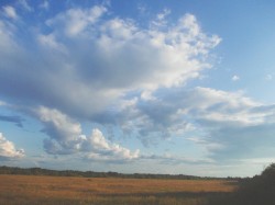 light blue fields, night princess