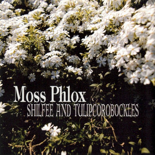 Moss Phlox