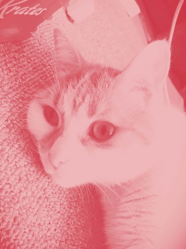 CATape 01