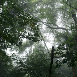 The Ancient Forest V