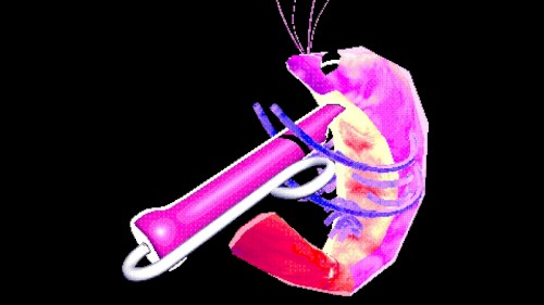 space shrimp