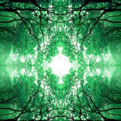 Good Morning Forest