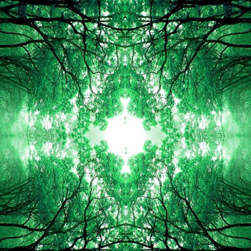 Good Morning Forest