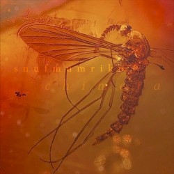 Chimera