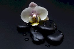 Orchid
