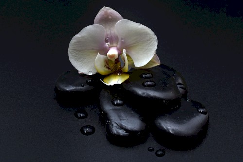 Orchid